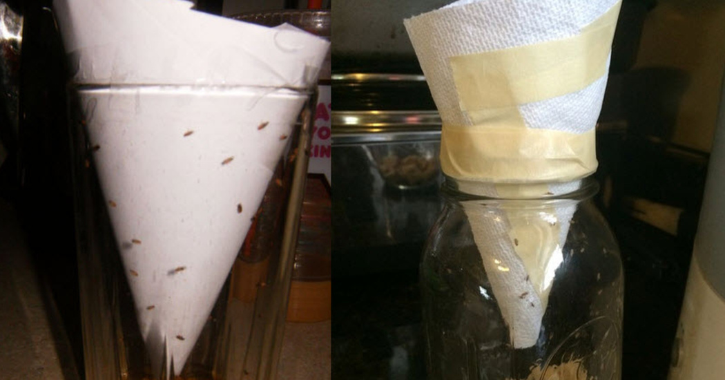 What Is The Paper Towel Trick For Fruit Flies