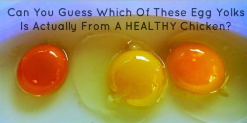 Which of These Egg Yolks Is Healthy?
