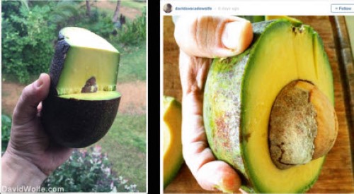 This Is Why You Should Be Eating Avocados Every Day