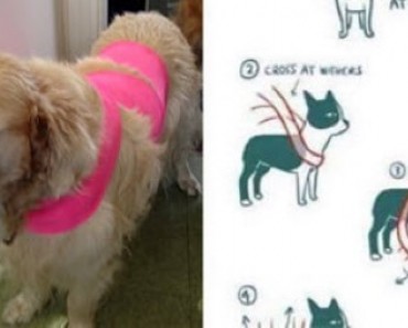 The Newest Thing Is Wrapping A Scarf Around Your Dog. The Reason Why Could Save Their Life.
