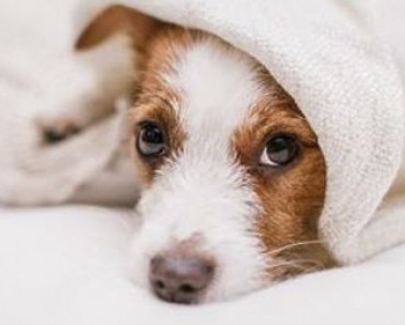 7 Things You Should Never Do to Your Dog
