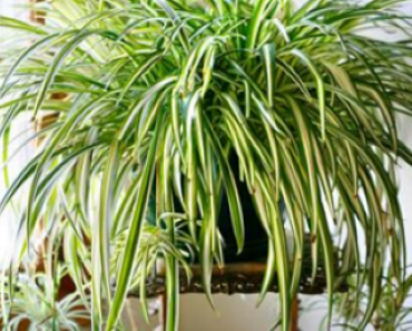 9 Houseplants That are Hard To Kill and will Keep Your Air Clean