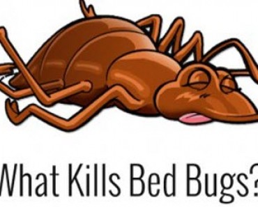 7 Things You Need to Know about BedBugs