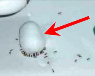 A Simple Secret to Getting Rid of Ants Overnight