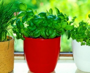 8 Spices and Herbs You Can Grow in Your Kitchen