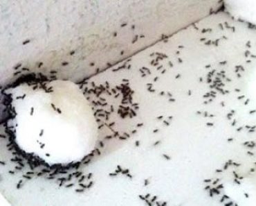 Simple Borax and Sugar Trick Stops Ants in Their Tracks