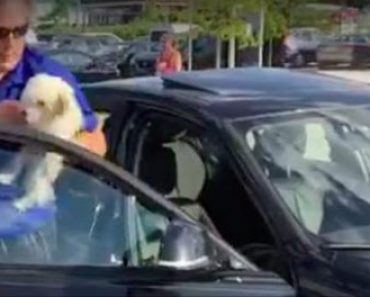 People Are STILL Leaving Their Dogs in Cars during the Summer Months