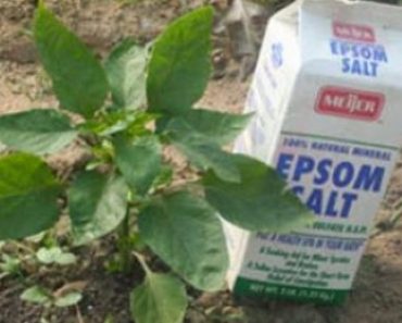 15 Ways to Use Epson Salt in Your Garden