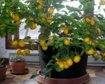 Grow A Lemon Tree Inside From Seed