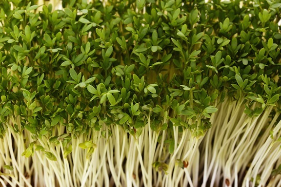 Close-up Of Healthful Garden Cress