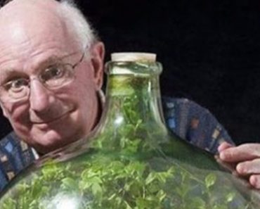 This Plant In A Bottle Hasn’t Been Watered In 40 Years