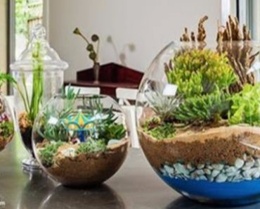 How to Create a Miniature Garden for Inside Your Home