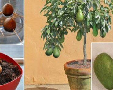 Don’t Buy Avocados. Here’s How You Can Grow Your Own At Home, Even If You Have Limited Space