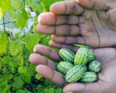 The Cucamelon Is An Adorable Summer Food You Need To Try