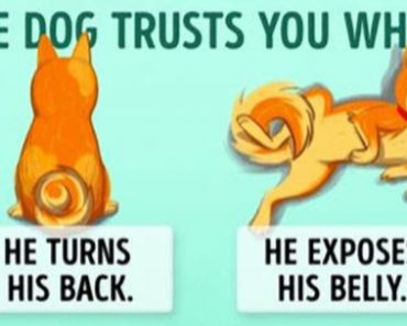 16 Tips For Dog Owners That Will Help You Understand Them