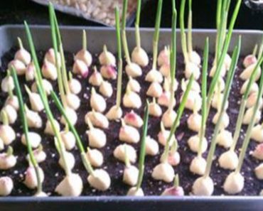 Grow Your Own Healthy Garlic At Home Easily