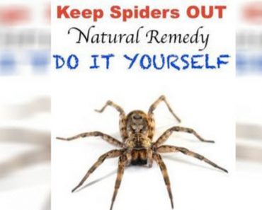 6 Brilliant Things To Do At Home And You Will Never See Another Spider Lurking About