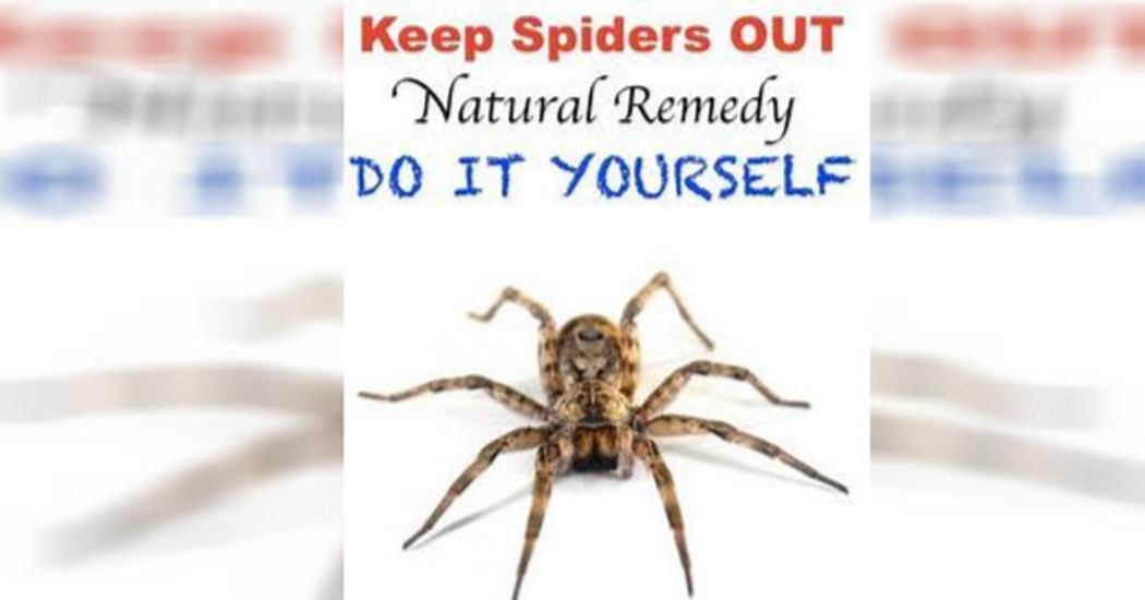 6 Brilliant Things To Do At Home And You Will Never See Another Spider ...