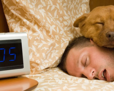 7 Reasons Why Your Dog Needs To Sleep In Your Bed Every Night