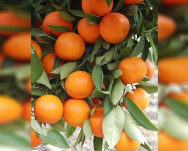 Plant A Tangerine Tree In A Flowerpot And You Will Have Loads Of Delicious Fruit