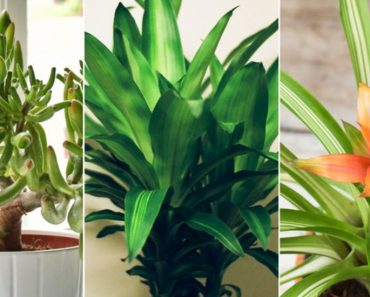 NASA Approved: The Best Plants For Cleaning The Air In Your Home