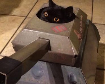 A Company That Makes Cardboard Planes, Tanks And Houses For Cats