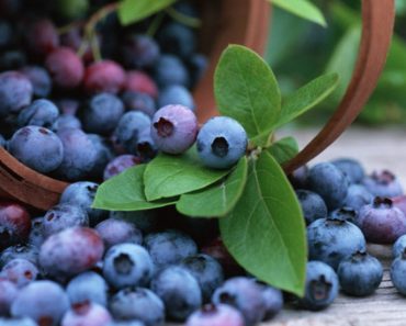 Grow Unlimited Blueberries In Your Backyard. Here’s How