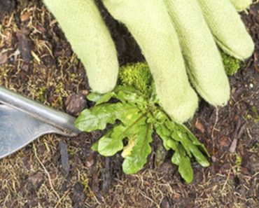 9 All Natural Ways To Kill Weeds Around The Home