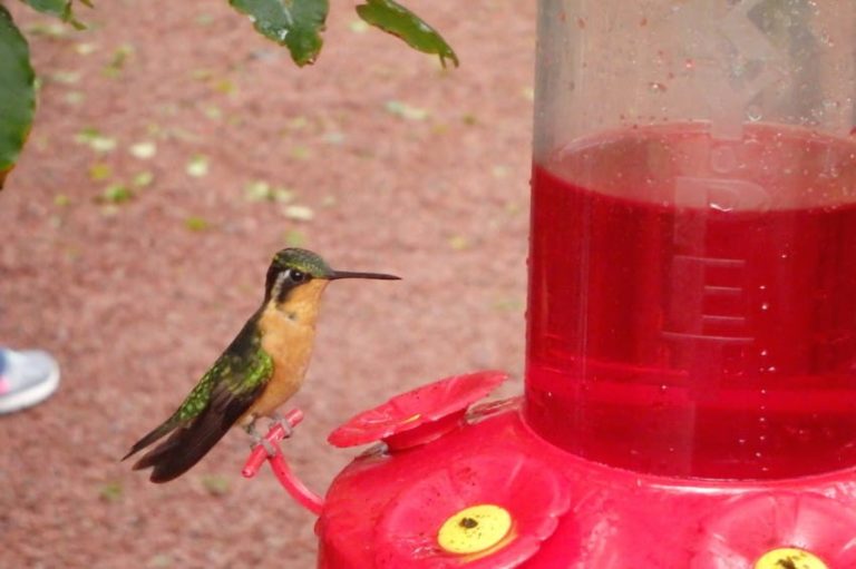 Stop Feeding Red Nectar To Hummingbirds. Here’s Why Useful Tips For Home
