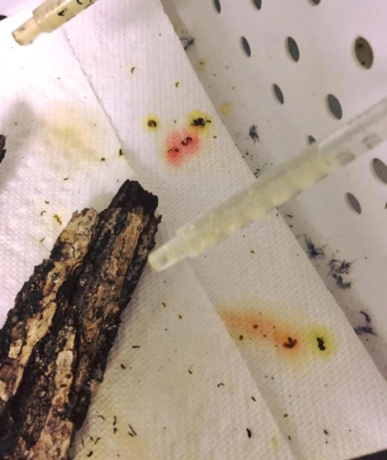 Stop Feeding Red Nectar To Hummingbirds. Here’s Why Useful Tips For Home