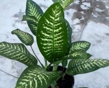This Plant Could Kill A Child In One Minute Or An Adult in 15