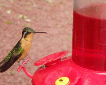 Stop Feeding Red Nectar To Hummingbirds. Here’s Why