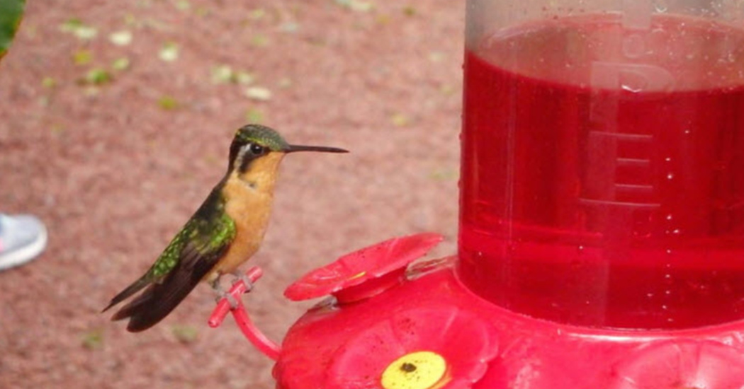 stop feeding red nectar to hummingbirds here s why stop feeding red nectar to hummingbirds here s why