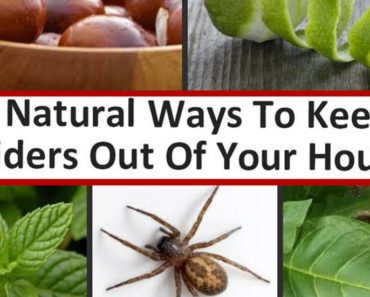 9 Ways To Completely Remove Spiders From Your House Without Using Chemicals