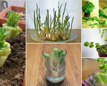 Buy These 10 Vegetables One Time And Grow Them Forever