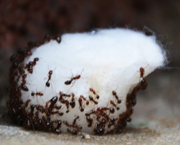 Exterminator Reveals His Cheap Secret To Eliminate Ants In Your Home