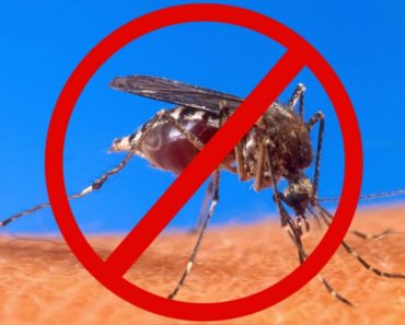 If You Take This Vitamin Once Daily, Mosquitoes Will Leave You Alone This Year