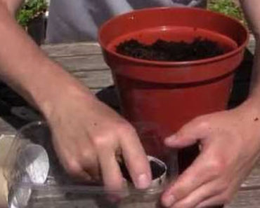 He Uses Toilet Paper Rolls In A Pot Of Soil And The Reason Is Brilliant