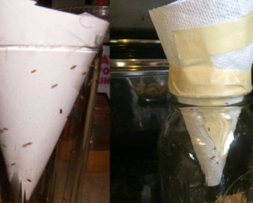 This Simple Paper Towel Trick Eliminates Fruit Flies And Gnats For Good