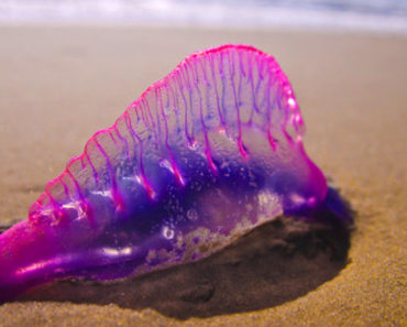 If You See Something Purple On The Sand This Summer, Run Away!