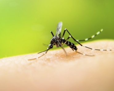 Pesky Mosquitoes Keep Biting You? This Simple Trick Works Better Than Any Toxic Repellent