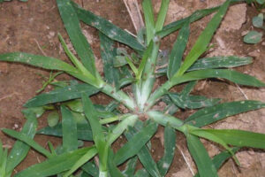 Goose Grass Has Powers Most People Miss