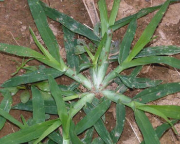 Goose Grass Has Powers Most People Miss