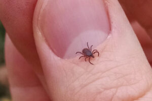 Do You Have Ticks In Your House? You Need To Know This Now