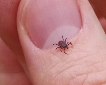 Do You Have Ticks In Your House? You Need To Know This Now